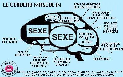 le cerveau masculin